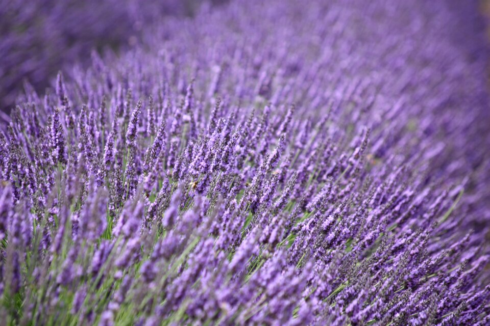 Fragrance lavender flower herbal