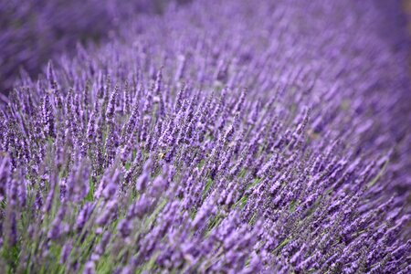 Fragrance lavender flower herbal