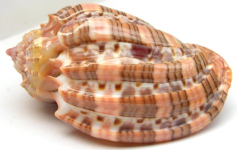 Harpa harpa (Linnaeus, 1758) - BioLib