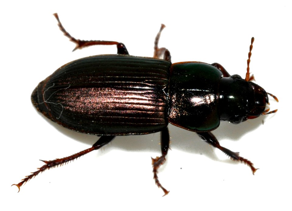 Harpalus-affinis-01-fws