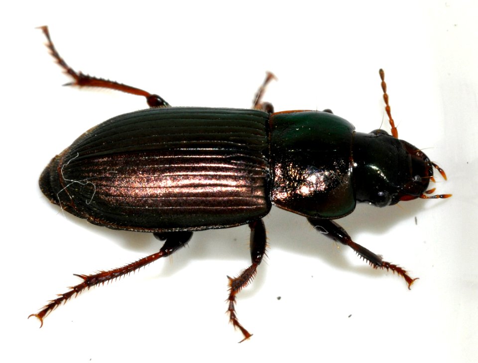 Harpalus-affinis-03-fws