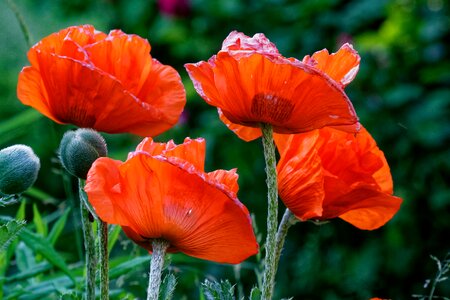 Wither flower red photo