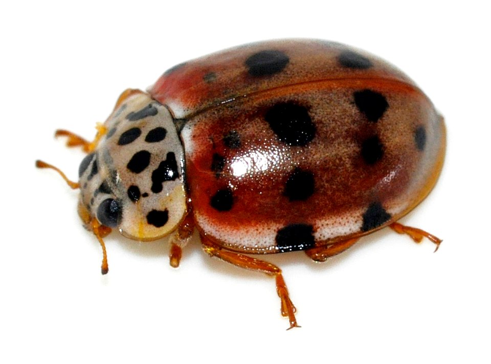 Harmonia-quadripunctata-04-fws