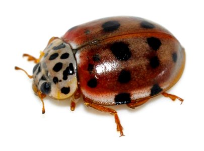 Harmonia-quadripunctata-04-fws