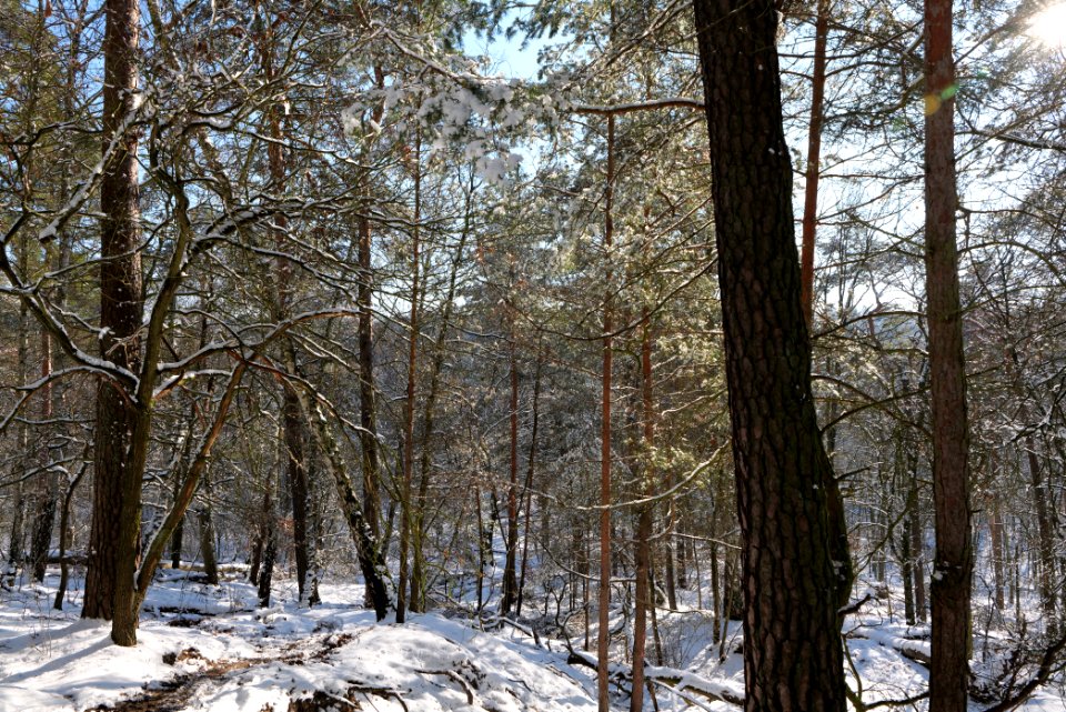 Havelberg Grunewald with snow 2021-01-31 04