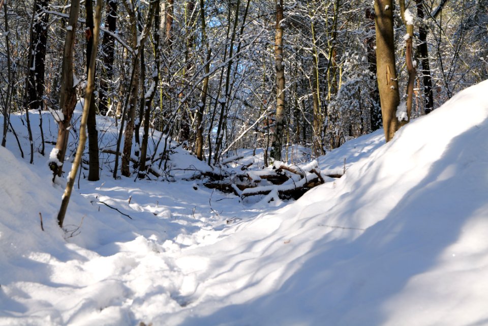 Havelberg Grunewald with snow 2021-01-31 20