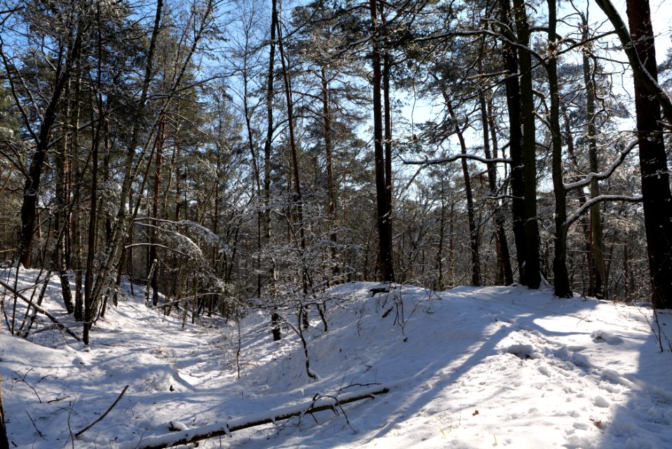 Havelberg Grunewald with snow 2021-01-31 10