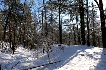 Havelberg Grunewald with snow 2021-01-31 10