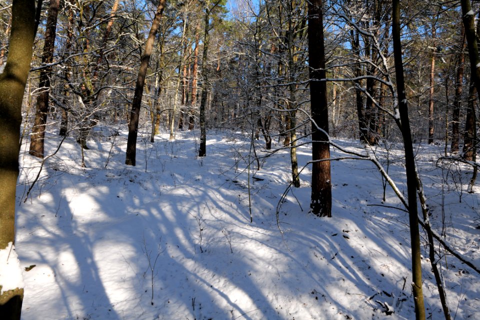 Havelberg Grunewald with snow 2021-01-31 17