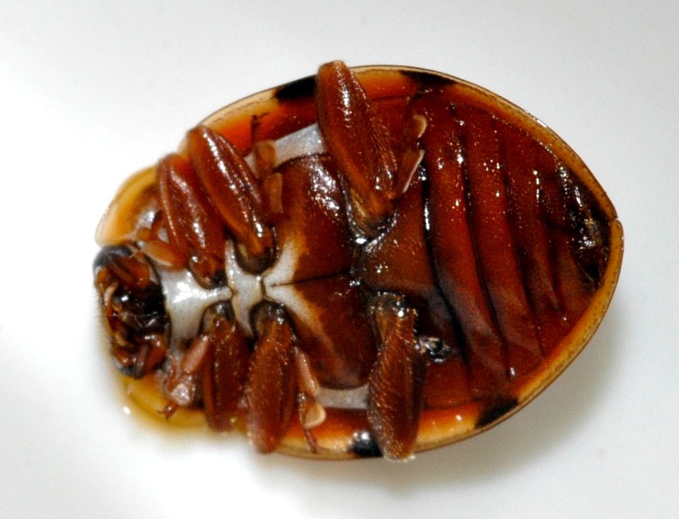 Harmonia-quadripunctata-02-fws