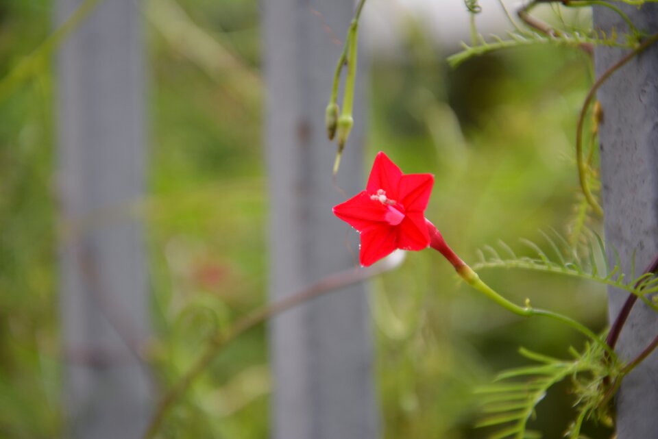 Five-pointed star flower red flowers flower