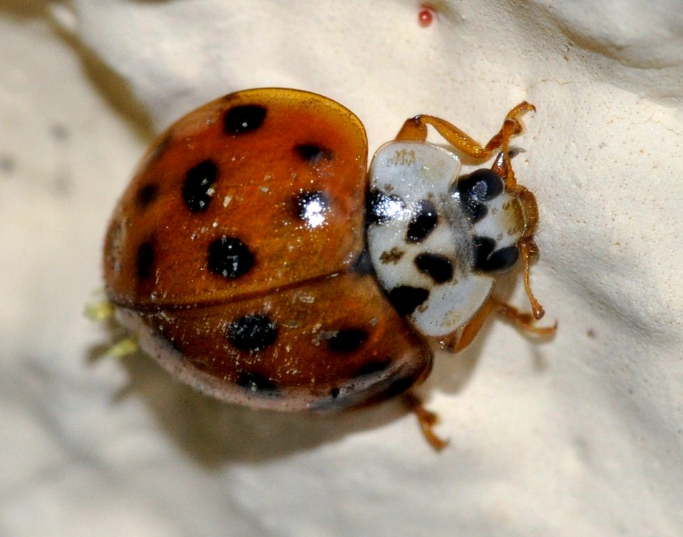 Harmonia-axyridis-with-Laboulbeniales-02-fws