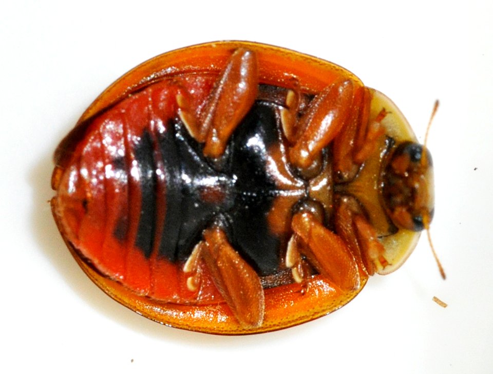 Harmonia-axyridis-21-fws