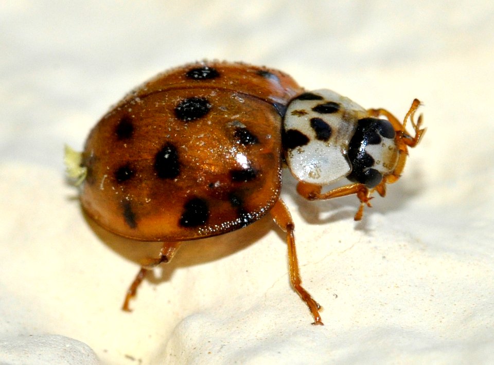 Harmonia-axyridis-with-Laboulbeniales-06-fws
