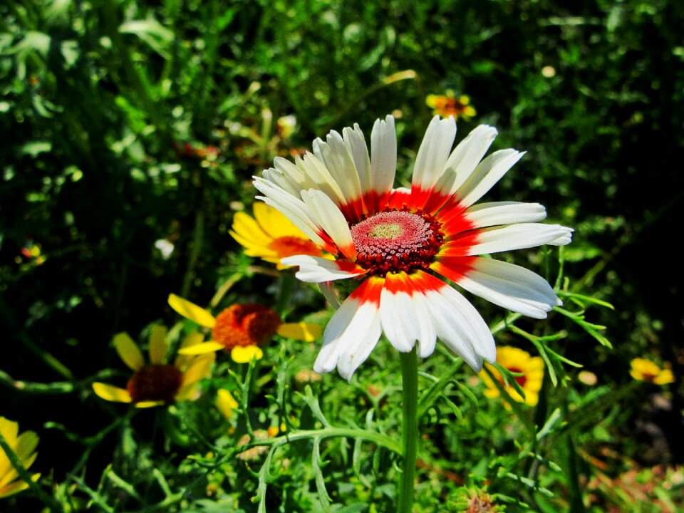 Petals garden color