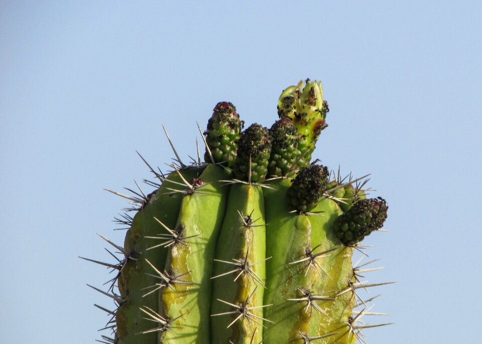 Cactus thorns plant