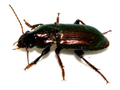 Harpalus-distinguendus-01-fws