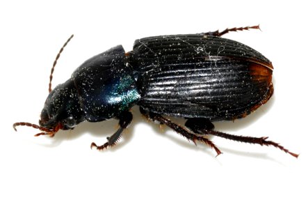 Harpalus-dimidiatus-03-fws