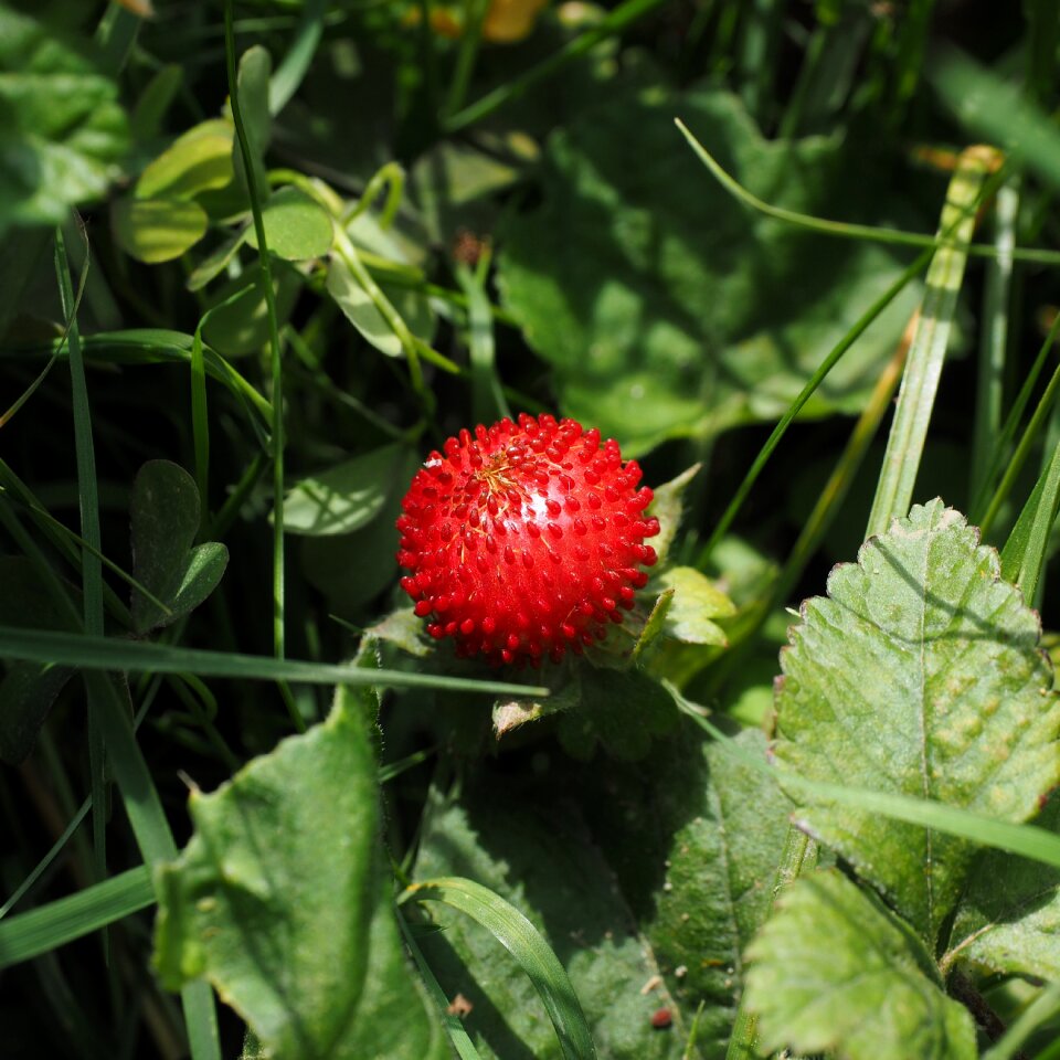 Red indian translucent strawberry potentilla indica