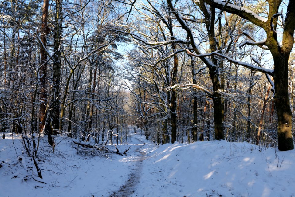 Havelberg Grunewald with snow 2021-01-31 48