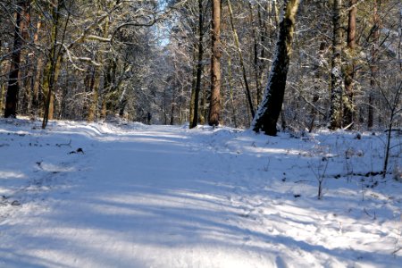Havelberg Grunewald with snow 2021-01-31 26
