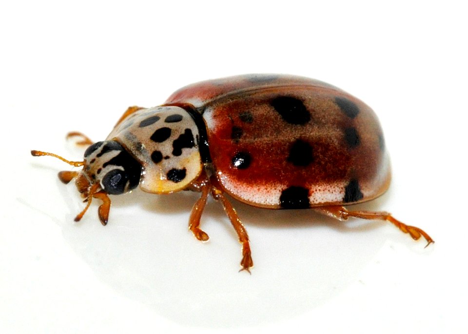 Harmonia-quadripunctata-06-fws