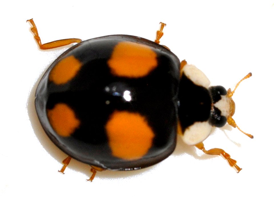 Harmonia-axyridis-22-fws