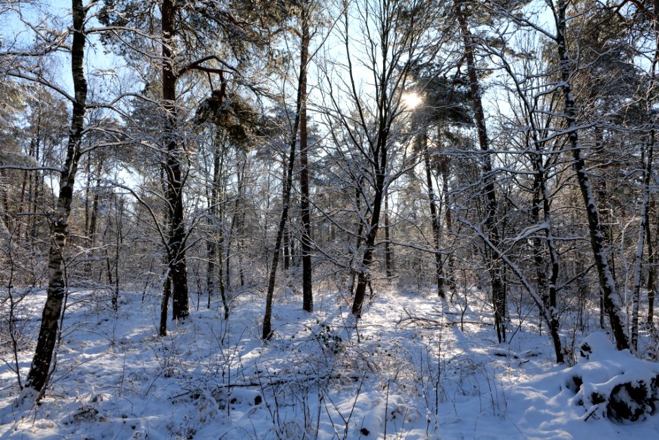 Havelberg Grunewald with snow 2021-01-31 29