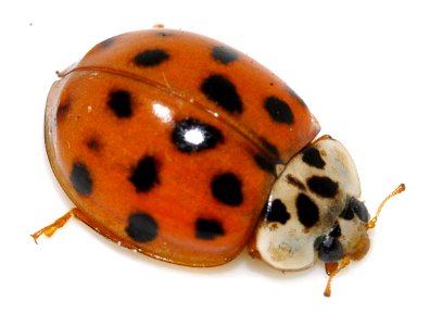 Harmonia-axyridis-20-fws