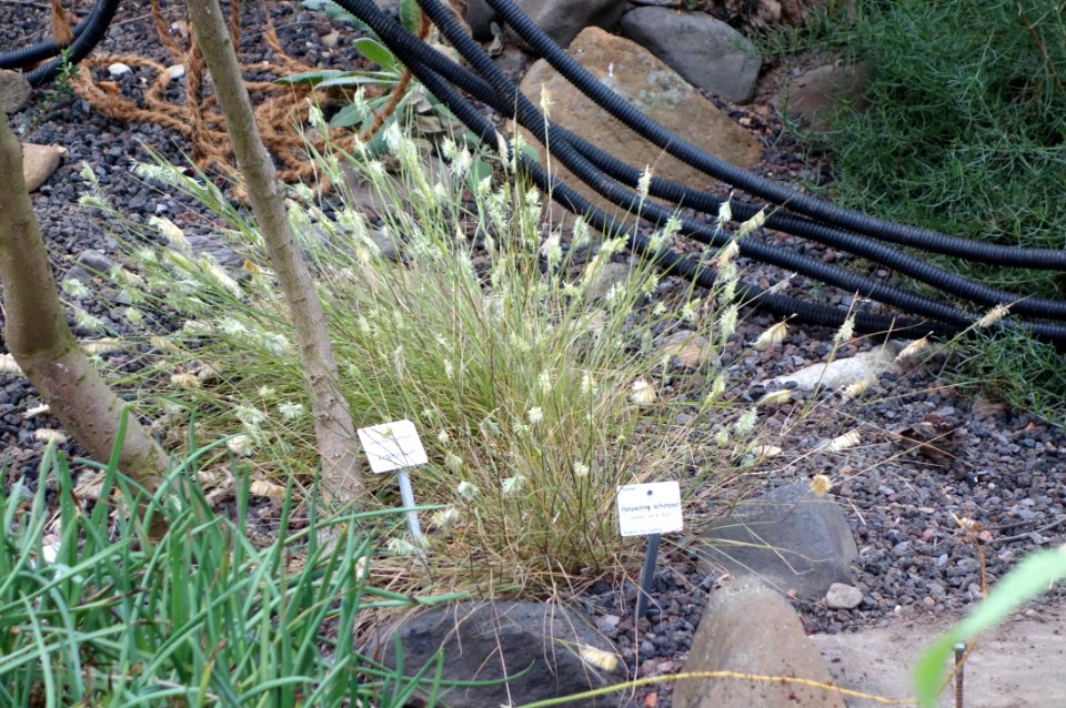 Harpachne schimperi - Botanischer Garten, Dresden, Germany - DSC08433
