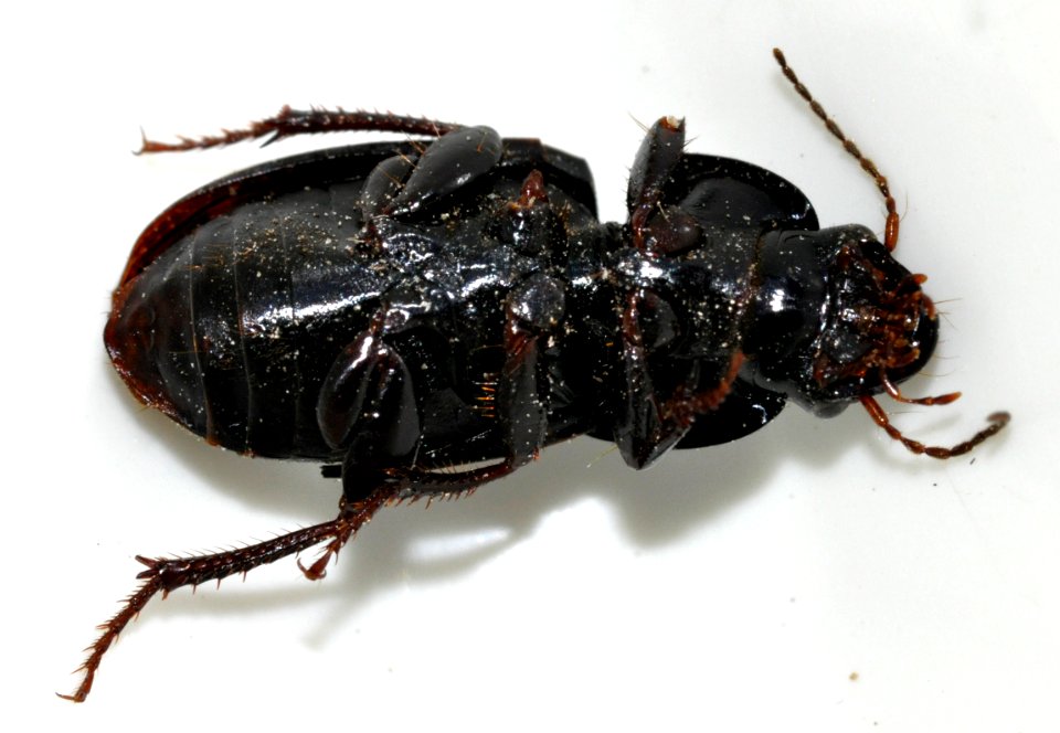 Harpalus-dimidiatus-02-fws