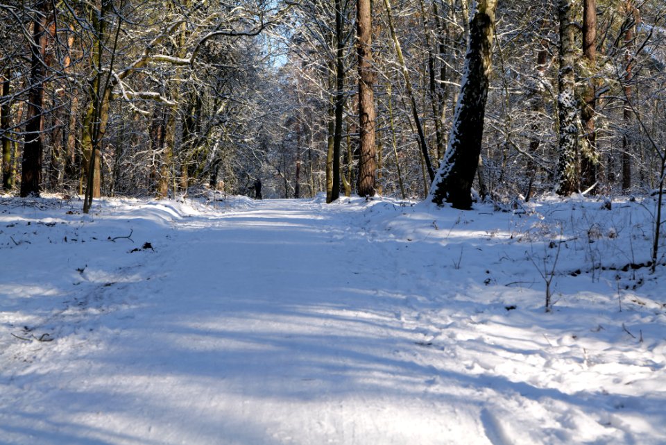 Havelberg Grunewald with snow 2021-01-31 25