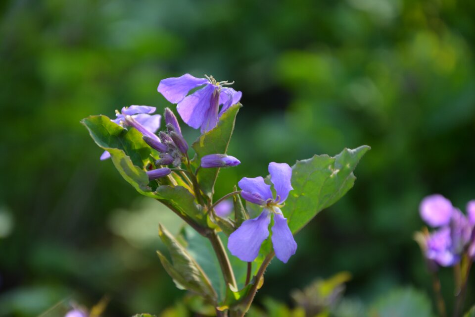 Purple flowers flower purple flower