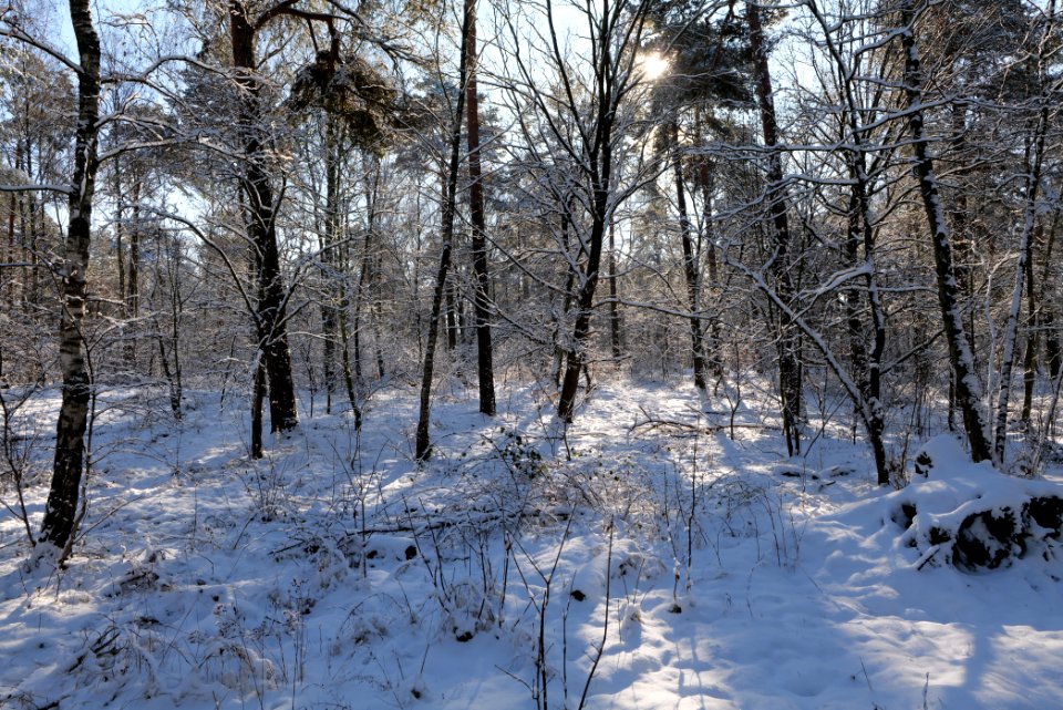 Havelberg Grunewald with snow 2021-01-31 30