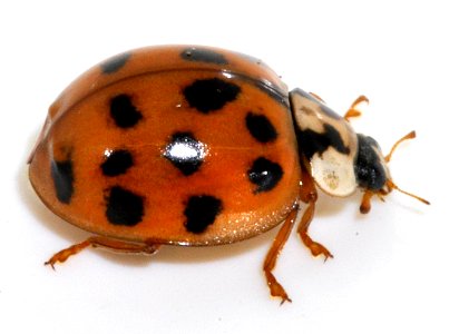 Harmonia-axyridis-13-fws