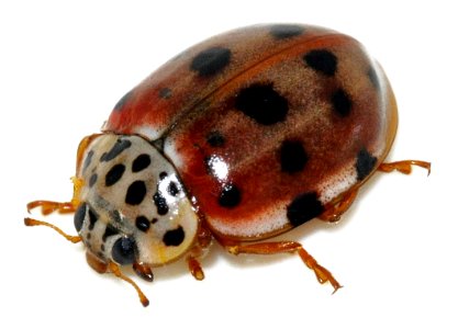 Harmonia-quadripunctata-07-fws