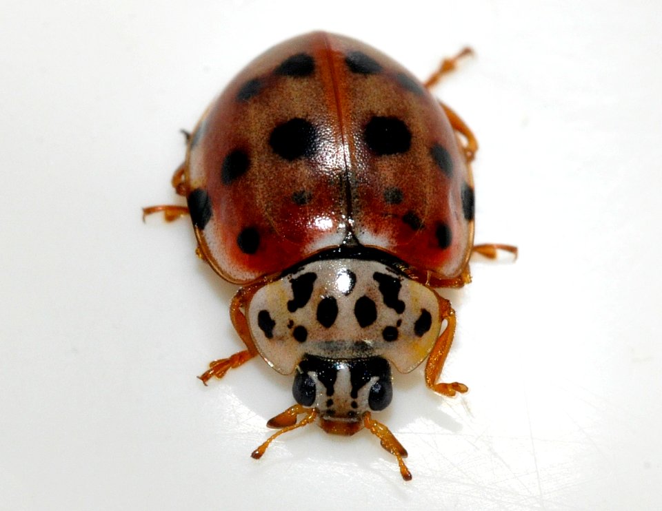 Harmonia-quadripunctata-05-fws