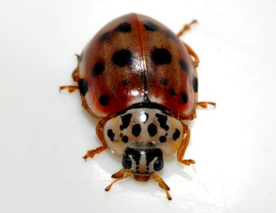 Harmonia-quadripunctata-05-fws