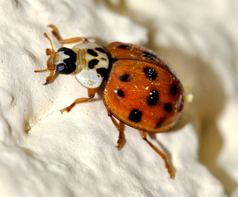 Harmonia-axyridis-with-Laboulbeniales-04-fws