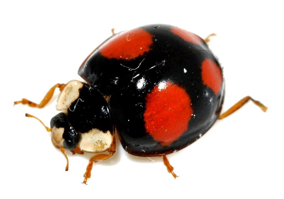 Harmonia-axyridis-16-fws
