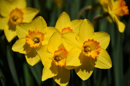 Spring yellow flower photo