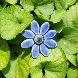 Blossom bloom blue