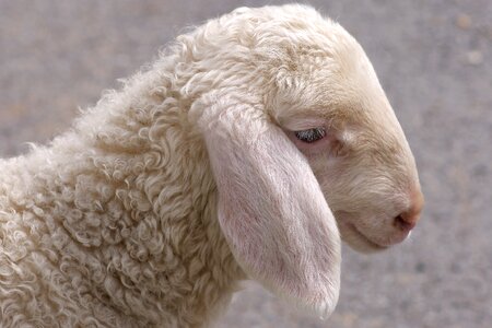 Sheep lambs sweet photo