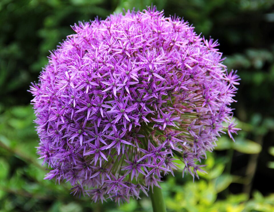 Garden nature flora