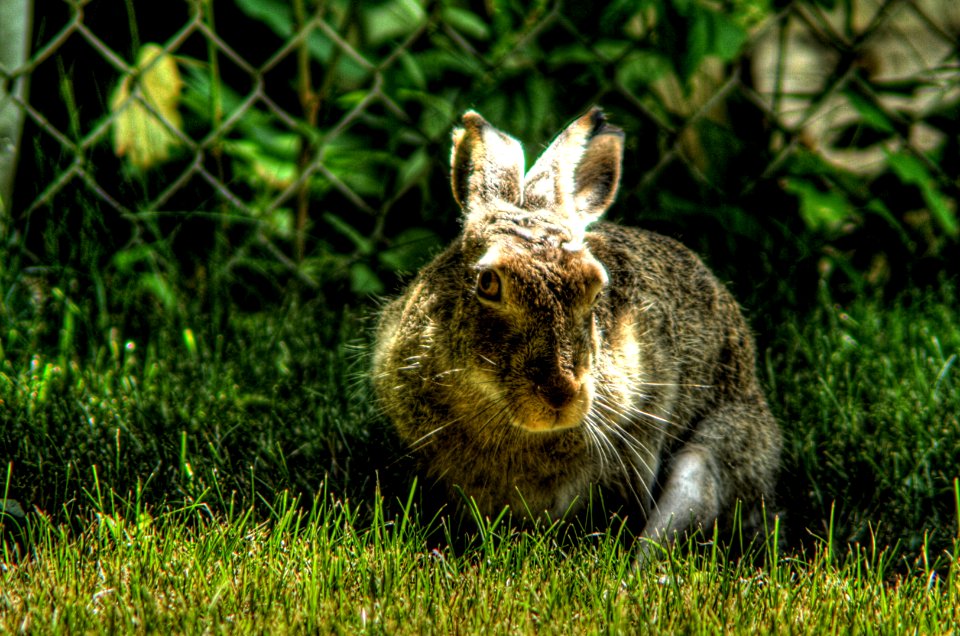 Hare-Edmonton-Alberta-Canada-05A