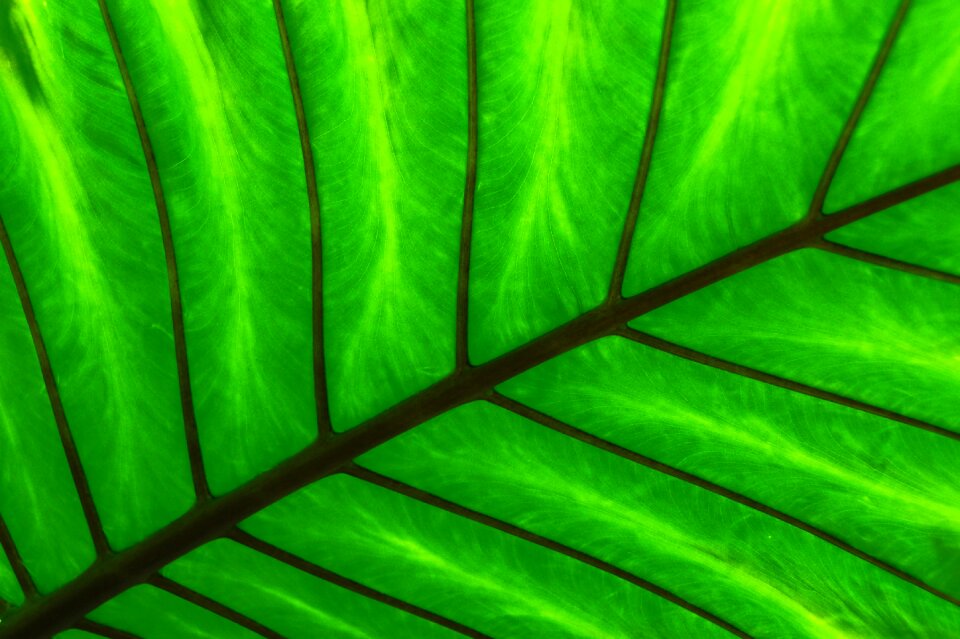 Plant green leaves foliage