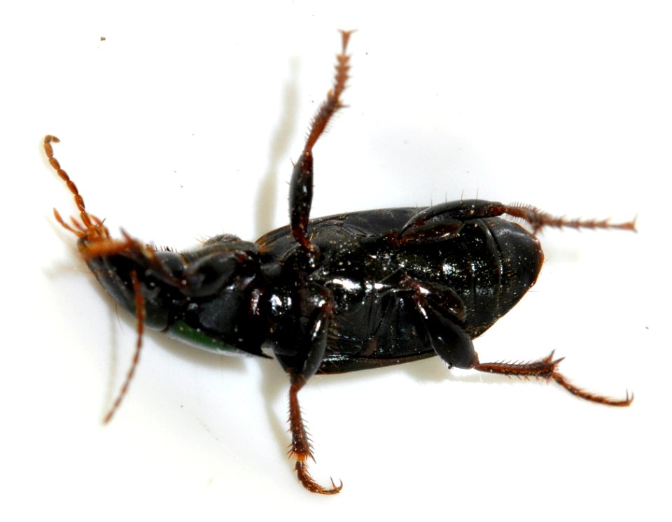 Harpalus-distinguendus-04-fws