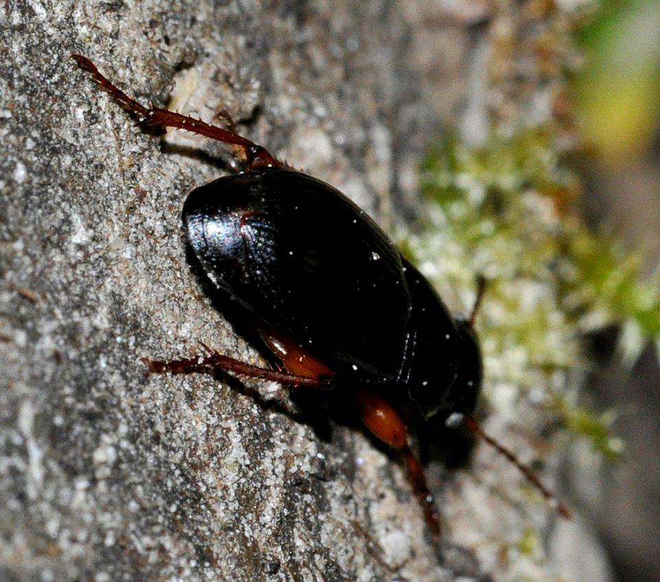 Harpalus-rubripes DSC2964-ohlstaedter-alm-1450nn