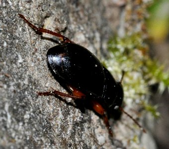Harpalus-rubripes DSC2964-ohlstaedter-alm-1450nn
