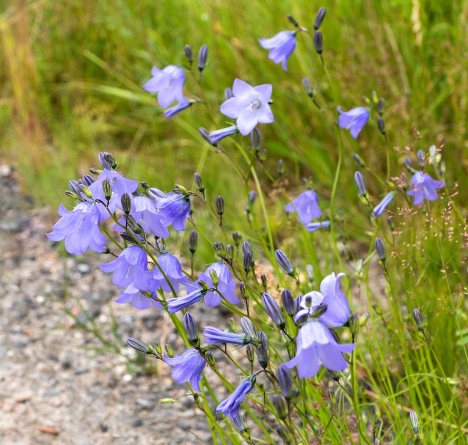 Harebells by the road